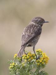 Female Stonechat Hengitsbury Head
